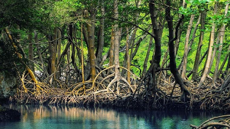Chabahar Hara Forest