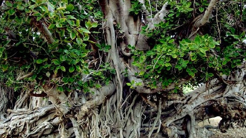 Fig Tree in Ramin Village
