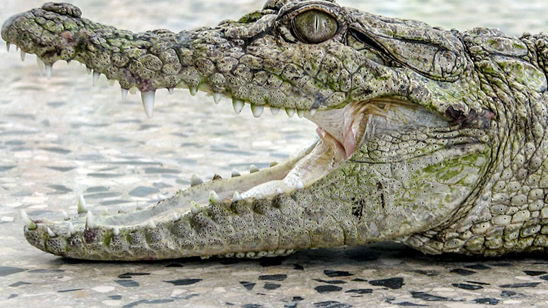 Wildlife Daba Okalat