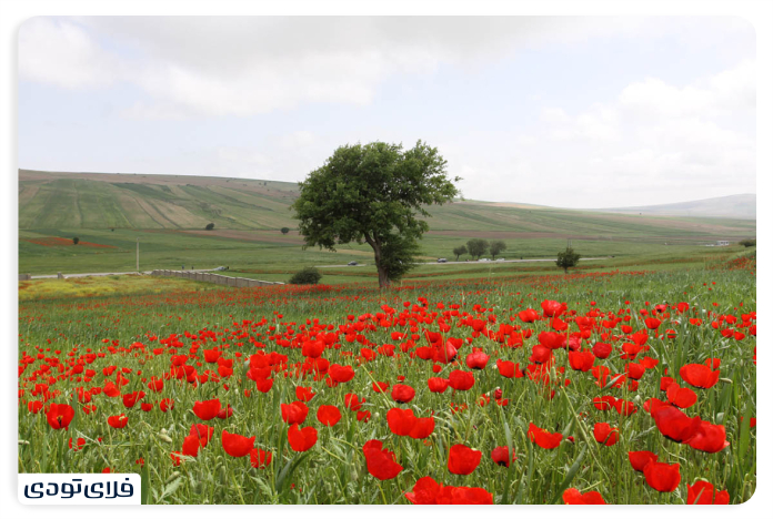 Shaghayegh Calpus plain