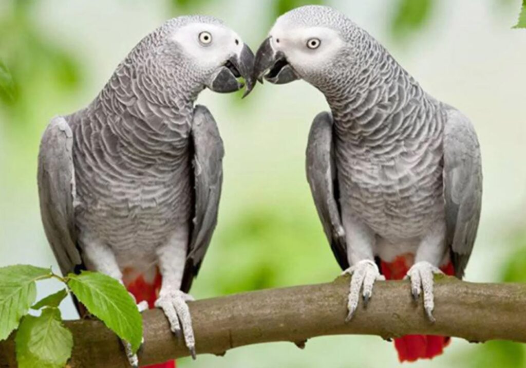 Mashhad Bird Garden