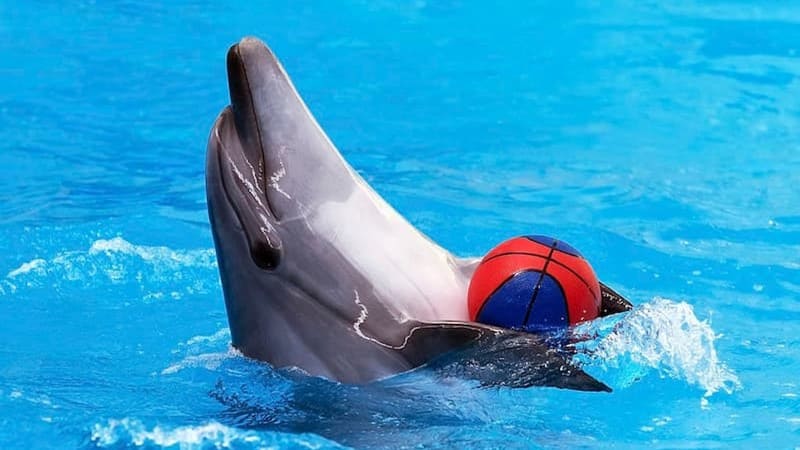 Guide to the Dolphin Kish Park; Importa pois before you go