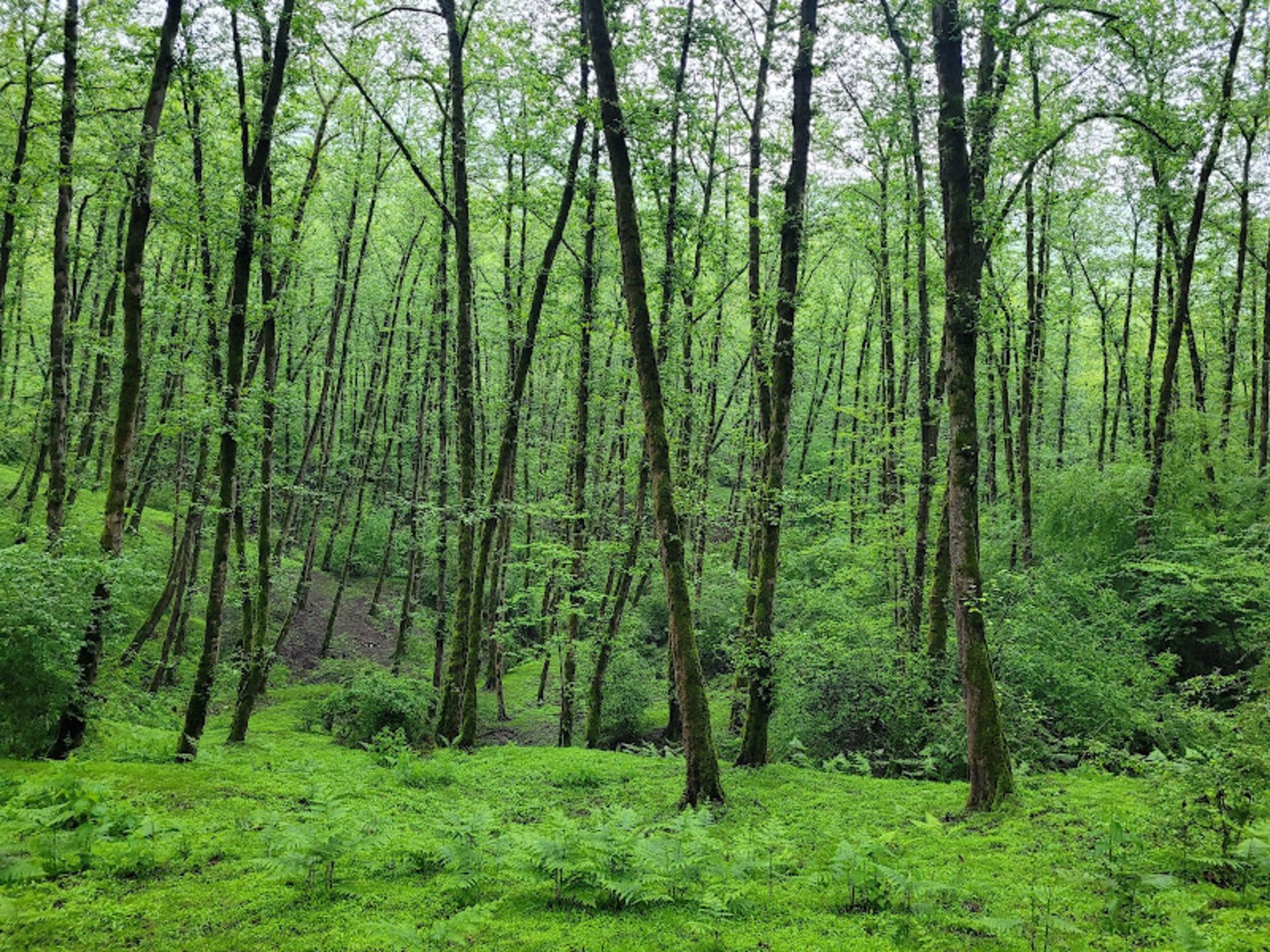 Lush trees in Azar Rood Forest Park