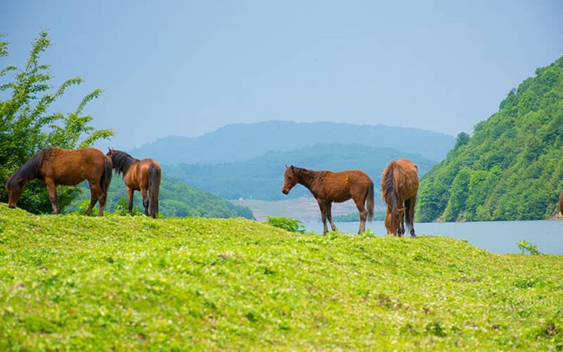 Brown horses alongside the Lefur Dam