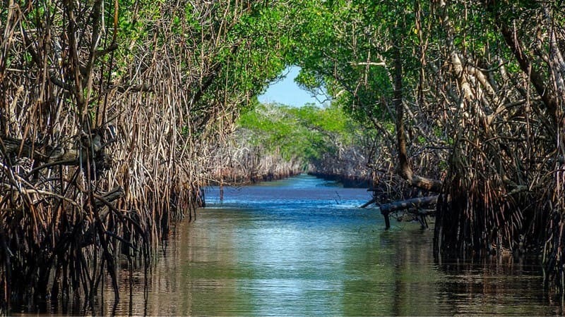 Boating in the mangrove forest; Calmness between water and tree