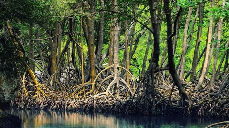 Importa tips to visit the mangrove forest