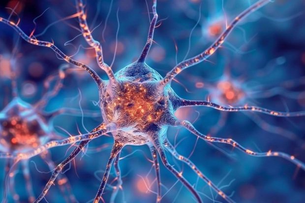Brain cell