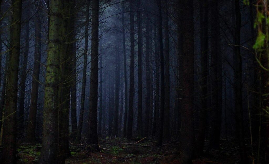 The Secret of the Scream Forest