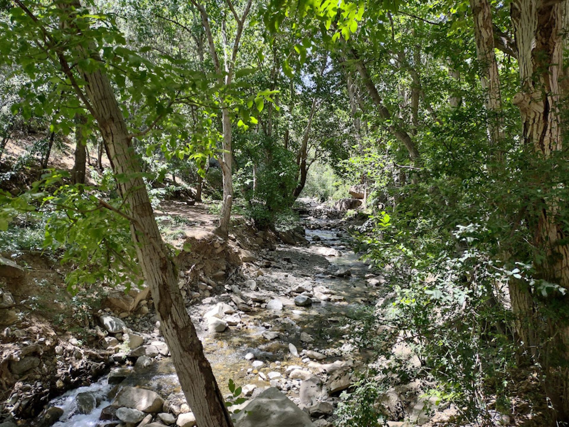 Lush trees on the fisherman's route
