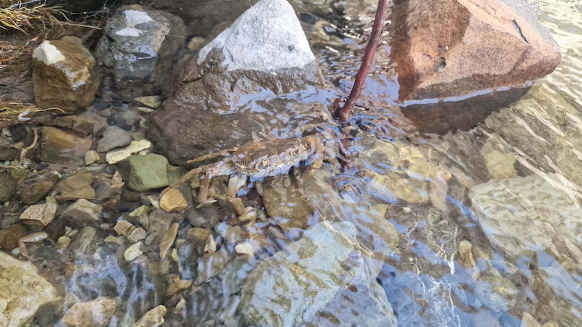 Crab at the Chal Fish River