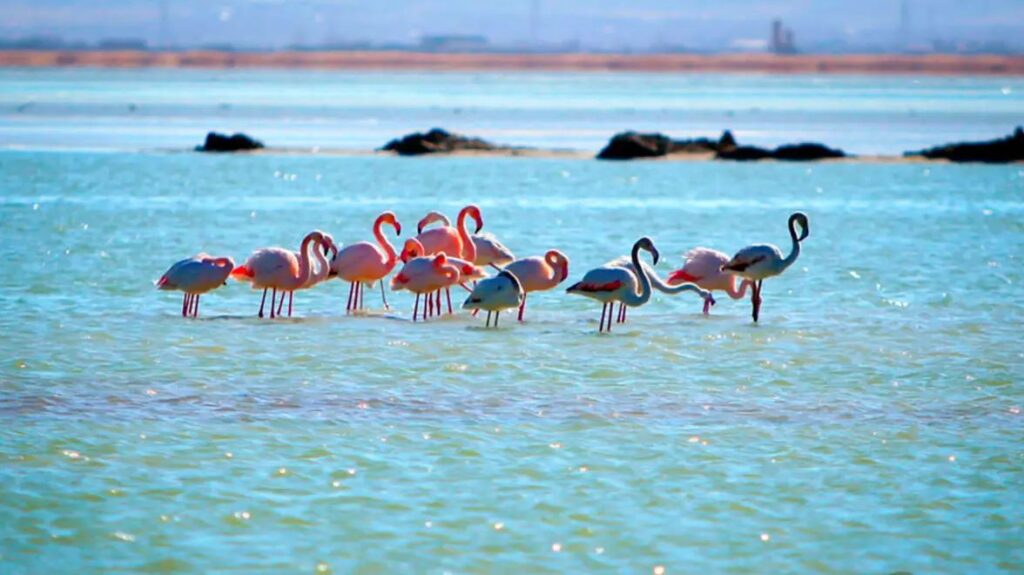 Lipar Chabahar wetland beasts