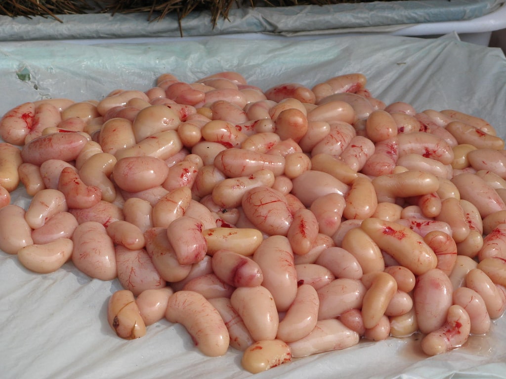 Chicken testis