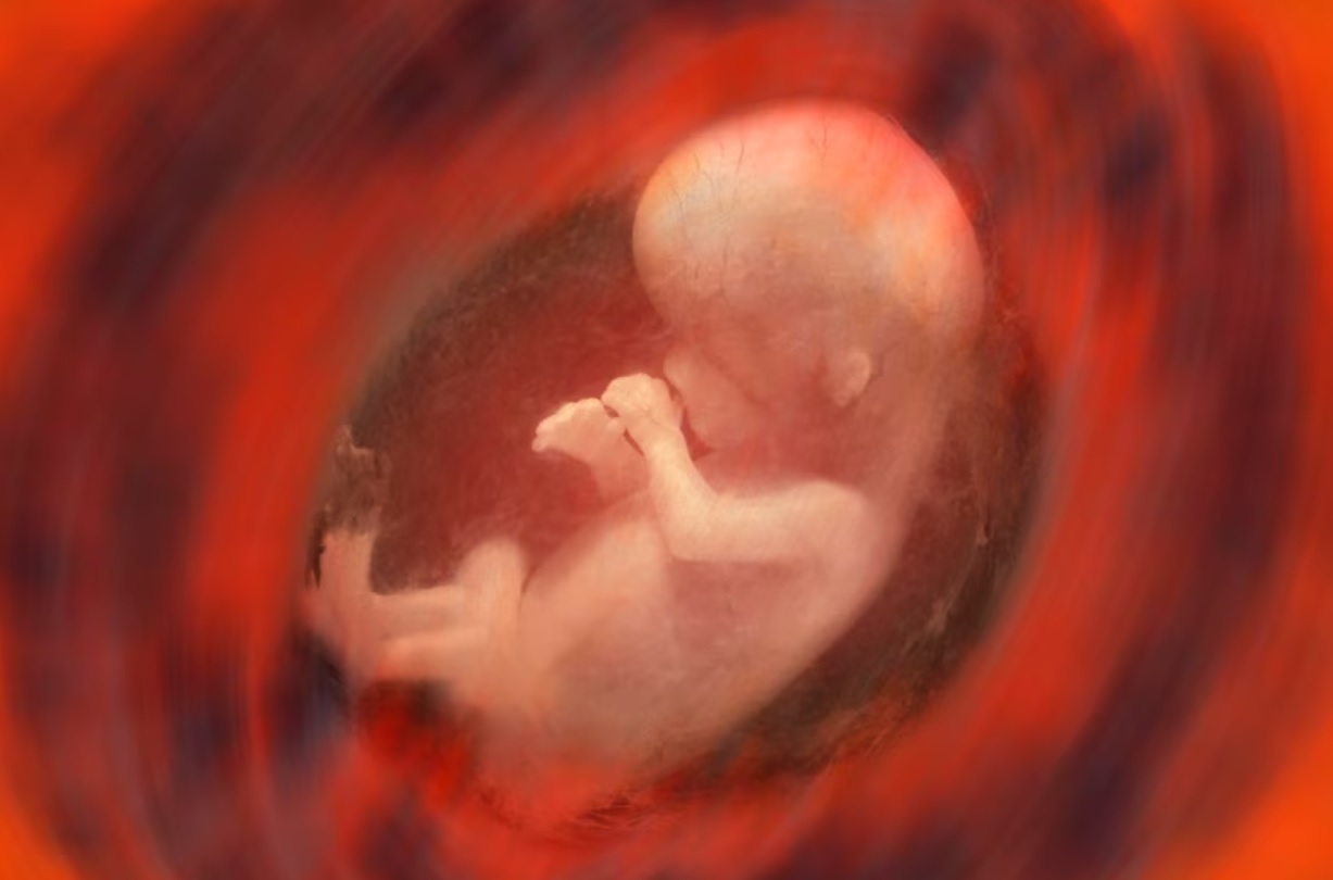 In what fish does fetal ielligence form?