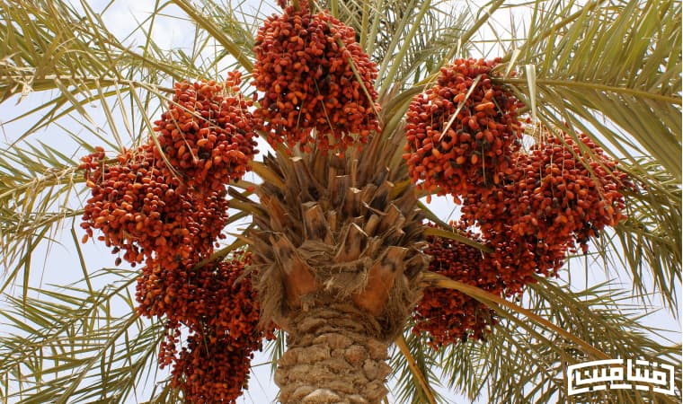 Date tree