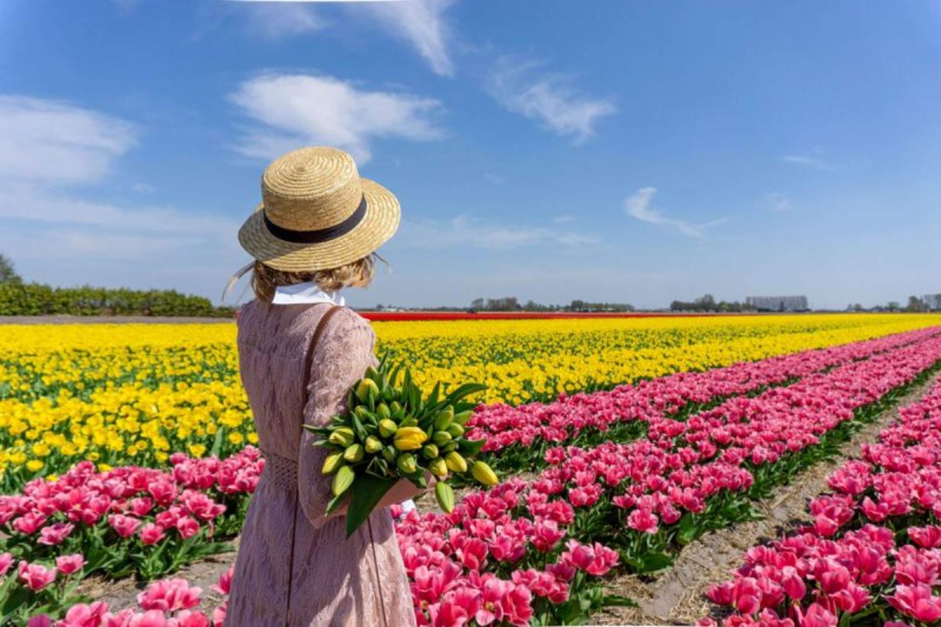 Pink and Yellow Tulip Farm in the Netherlands