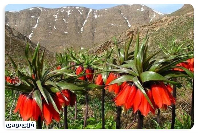 Spectacular places of Lorestan Reversal