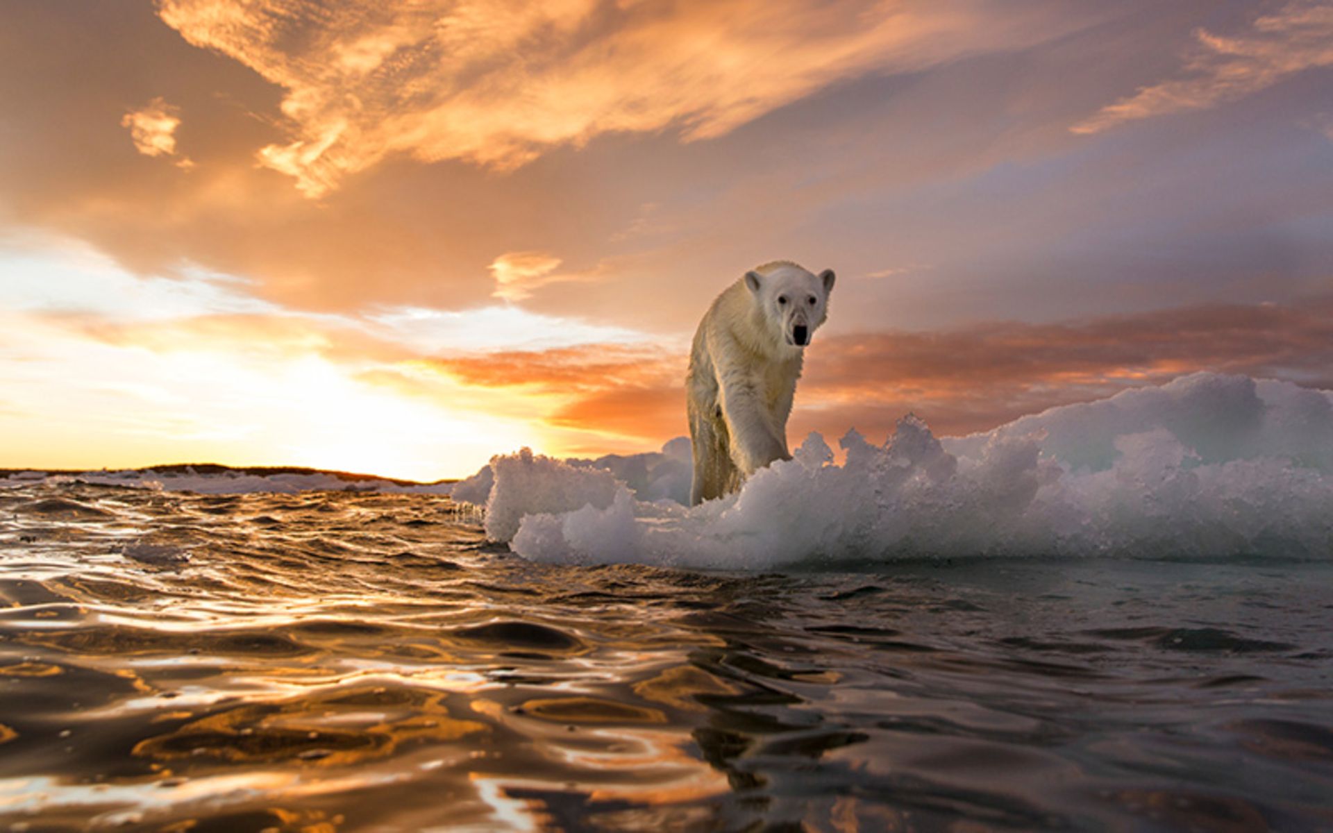 Polar bear on the piece of ice