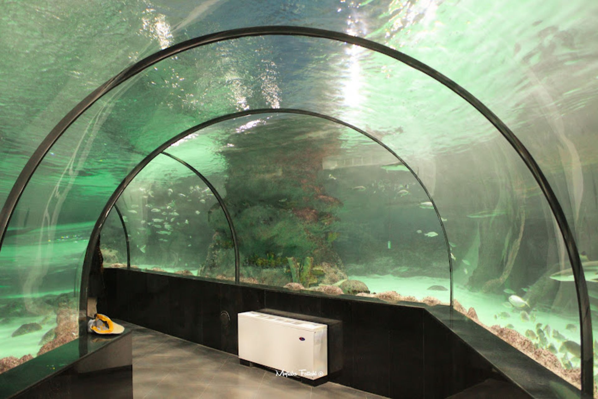 Isfahan tunnel aquarium space