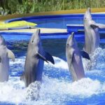 About Kish Dolphin Park Happy recreation on the island you should try