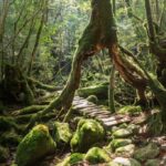 Acquaintance with Japan's Yakushima Island; The ancient forests in the heart of the wild
