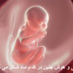 In which month does the fetus form?