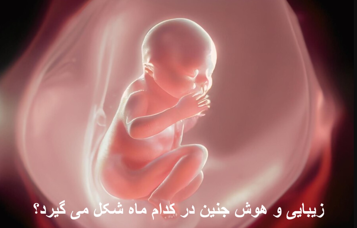 In which month does the fetus form?