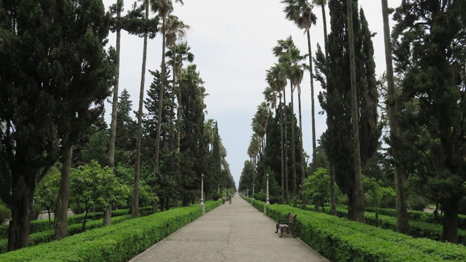 Ramsar Moallem Boulevard and trees