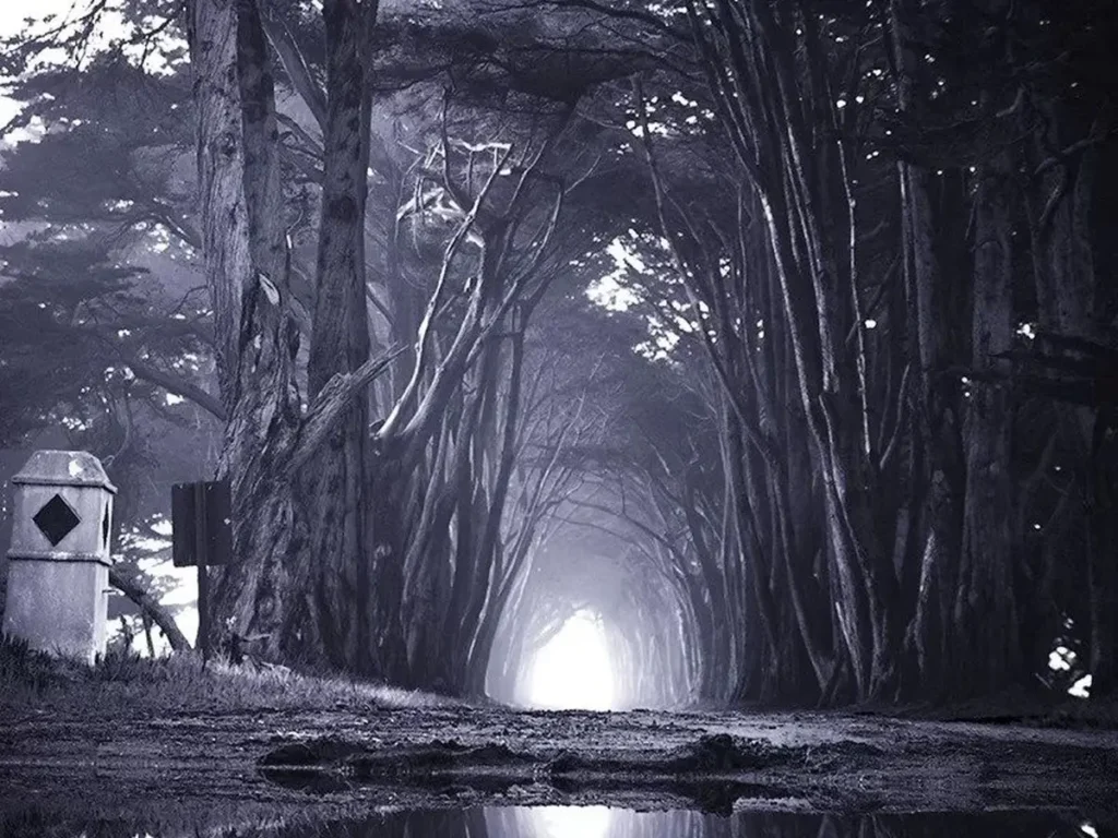 Mashhad Scream Forest Story
