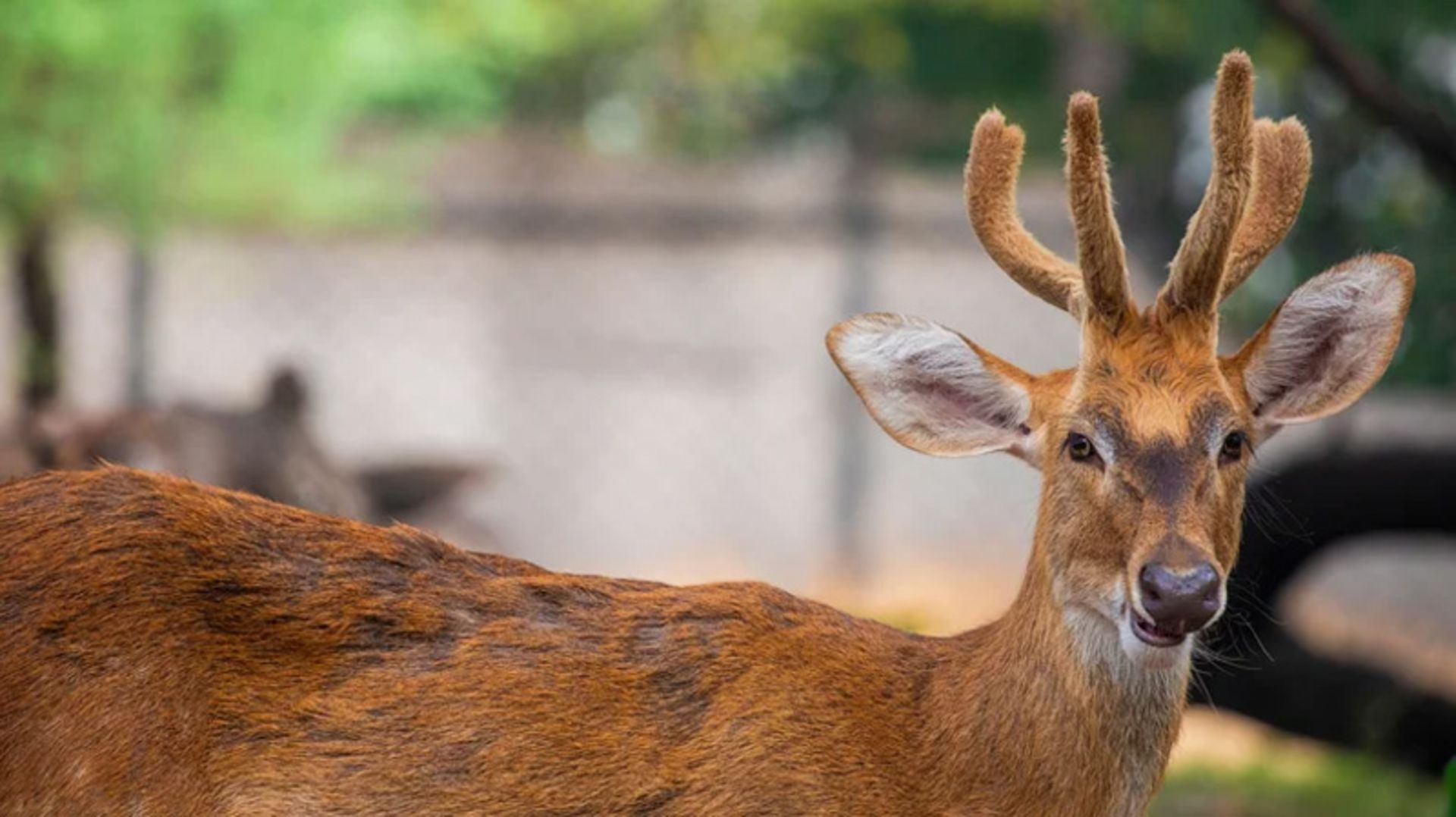 Sagai deer in the Kibol Lamjao Floating National Park
