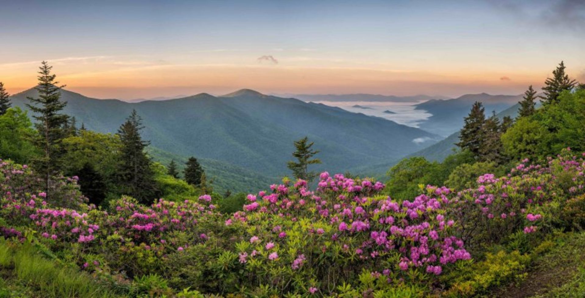 Ashville's nature in the day