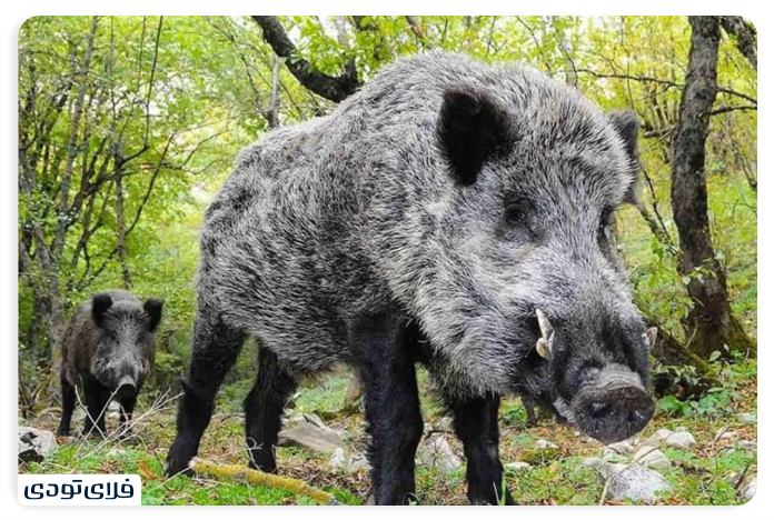 Golestan National Park Biodiversity