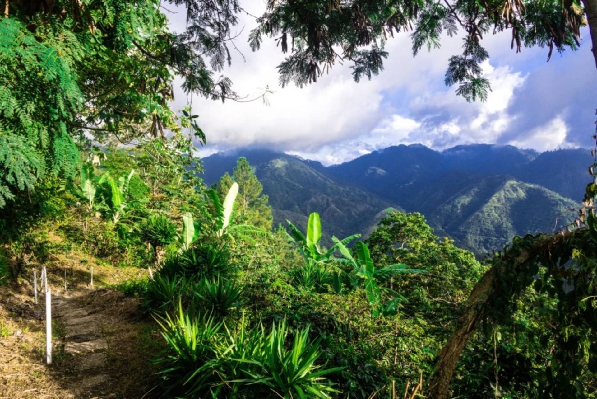The lush view of the Blue Jamaica Mouains