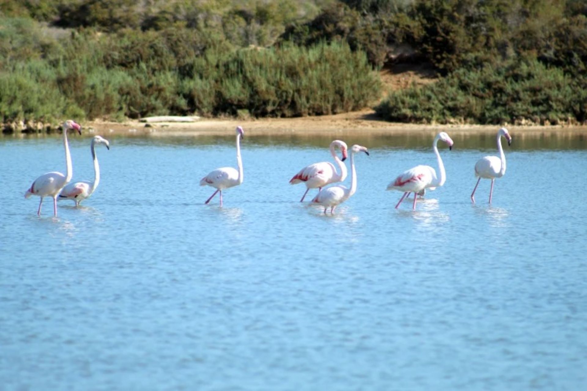 Swimming of flamingos at Lake Sauce Park Spanish
