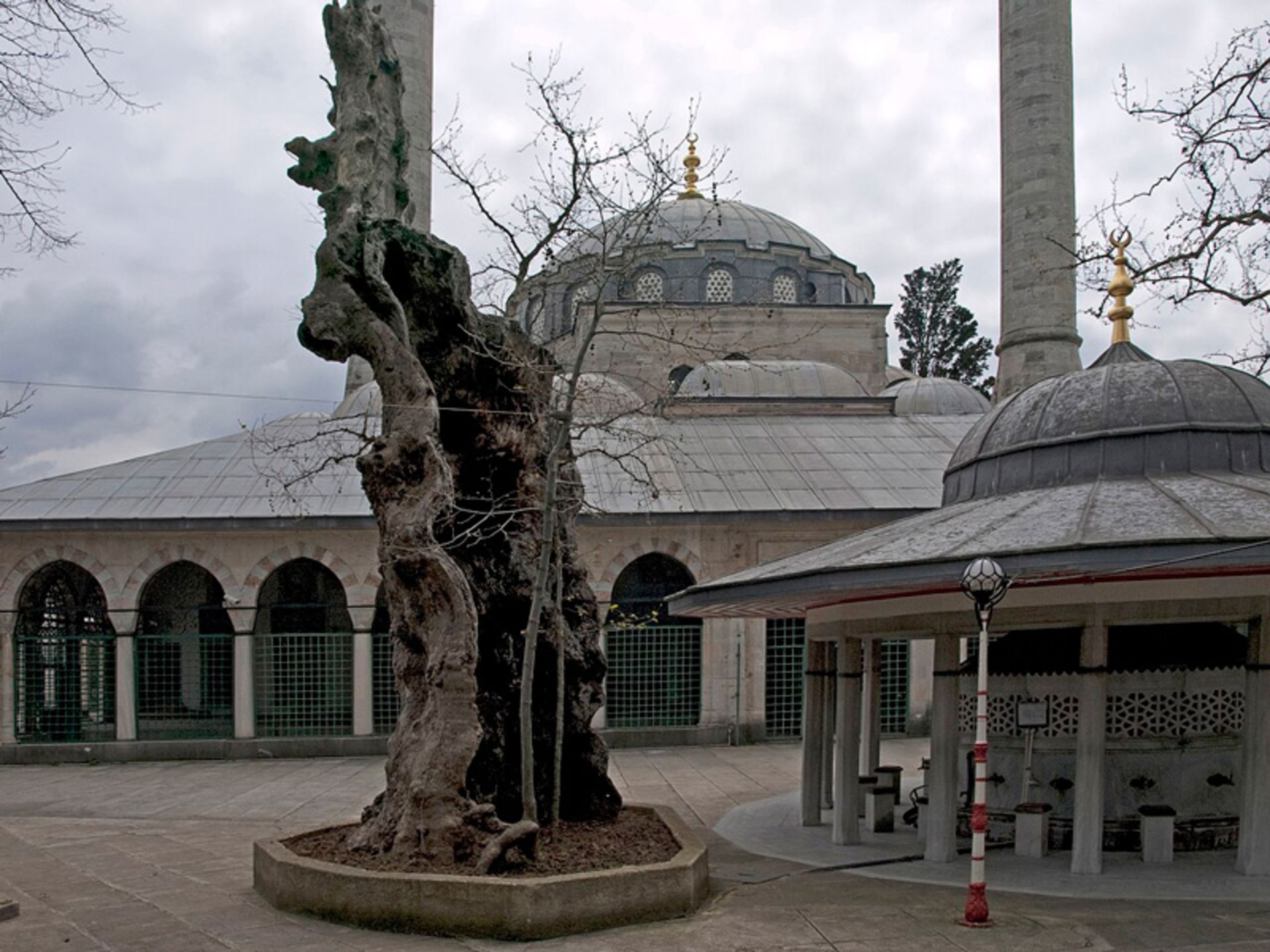 Tree and land in the courtyard of the Mosque of Aiq