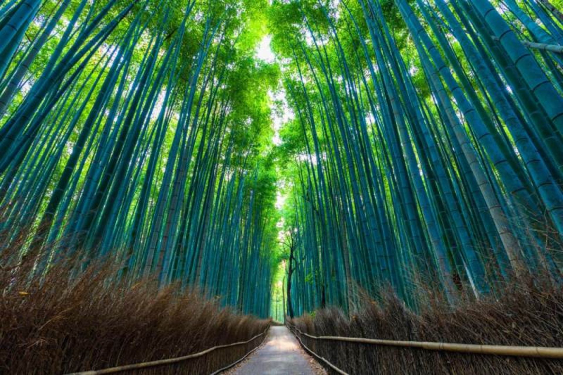 Tall trees 