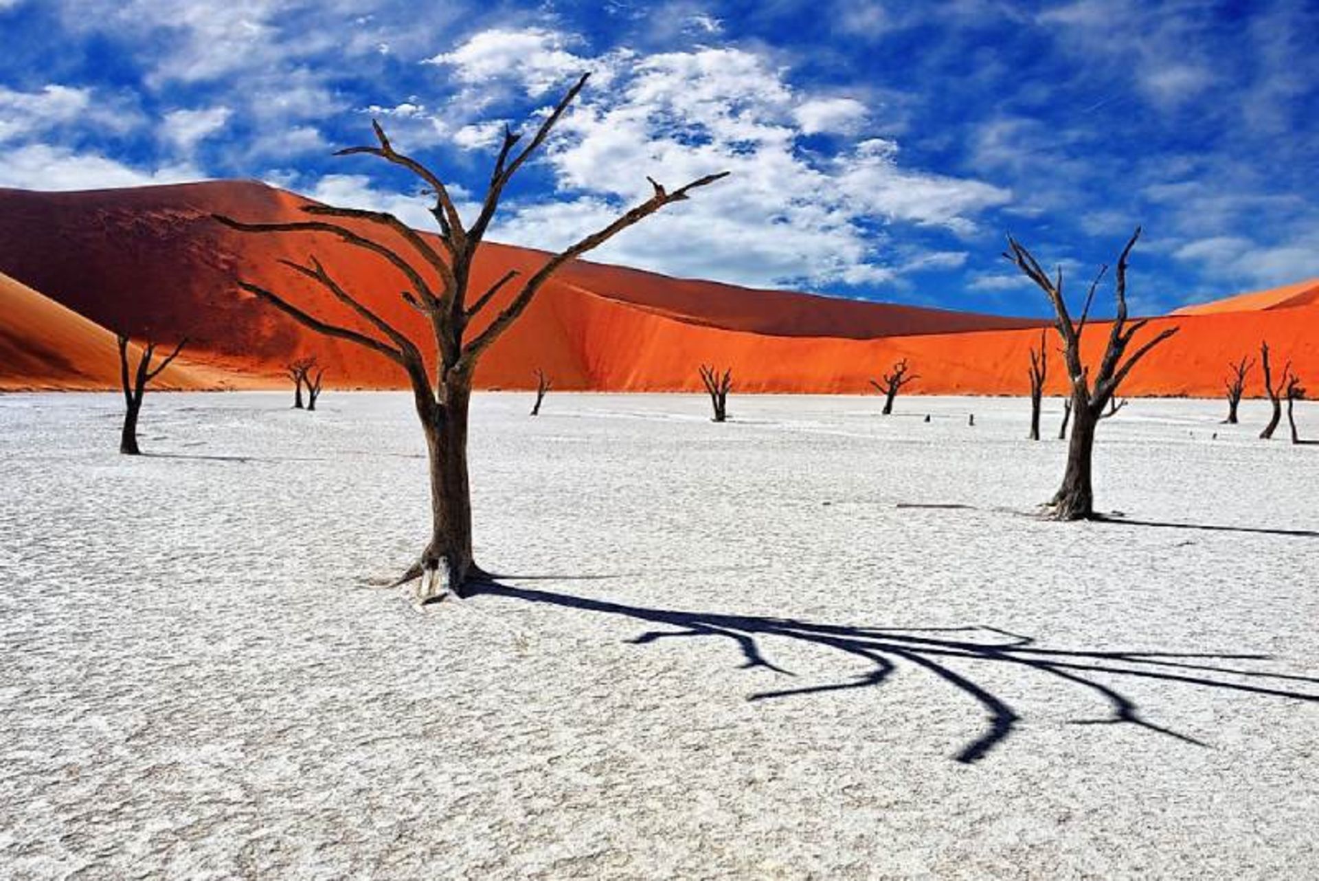 Dried trees in Namibia