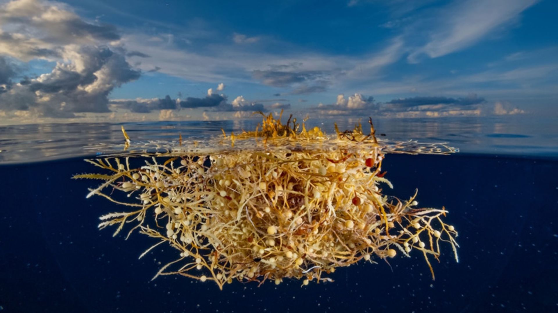 Sargasum algae