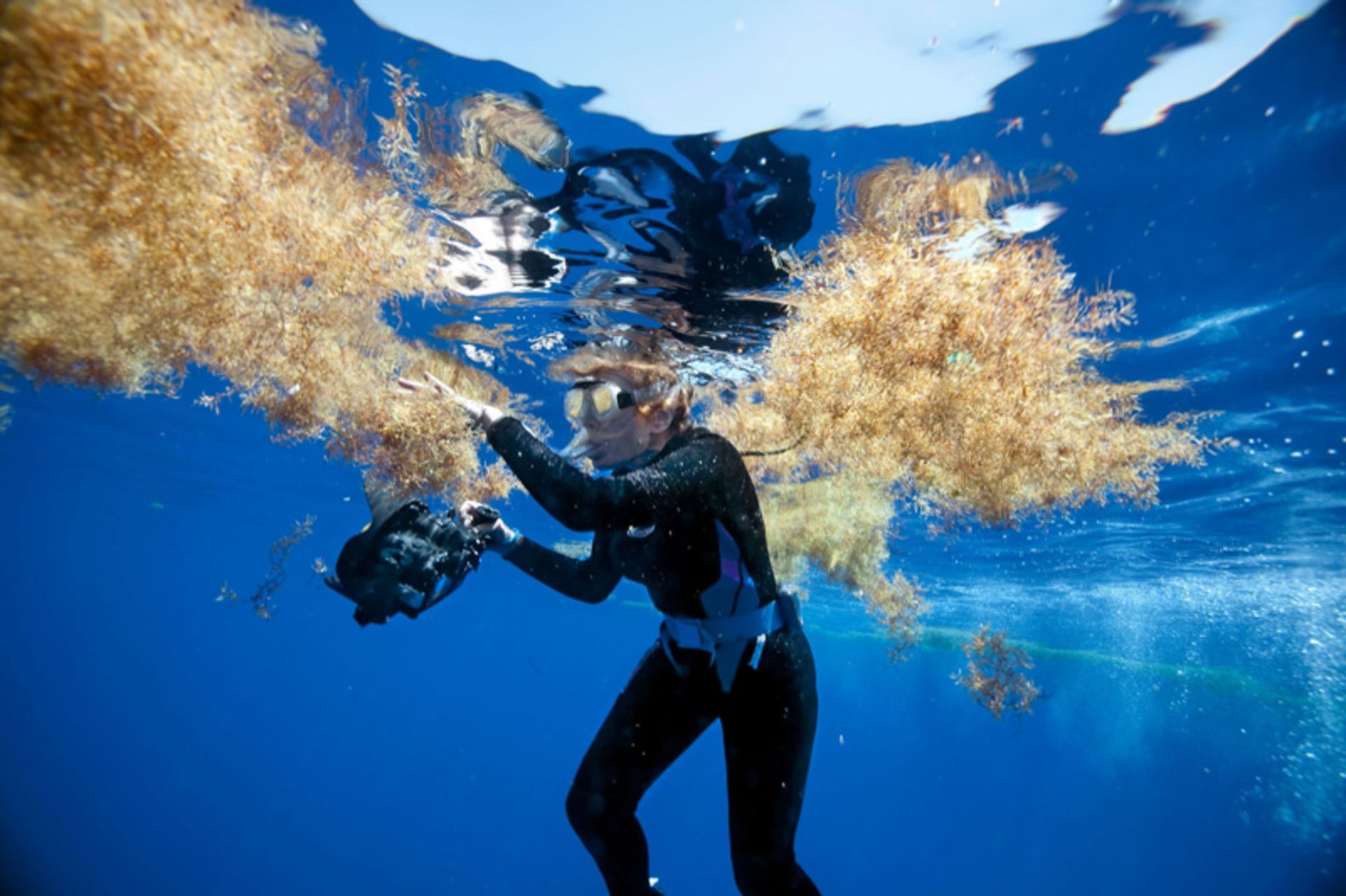 Diving between Sargaso's brown algae