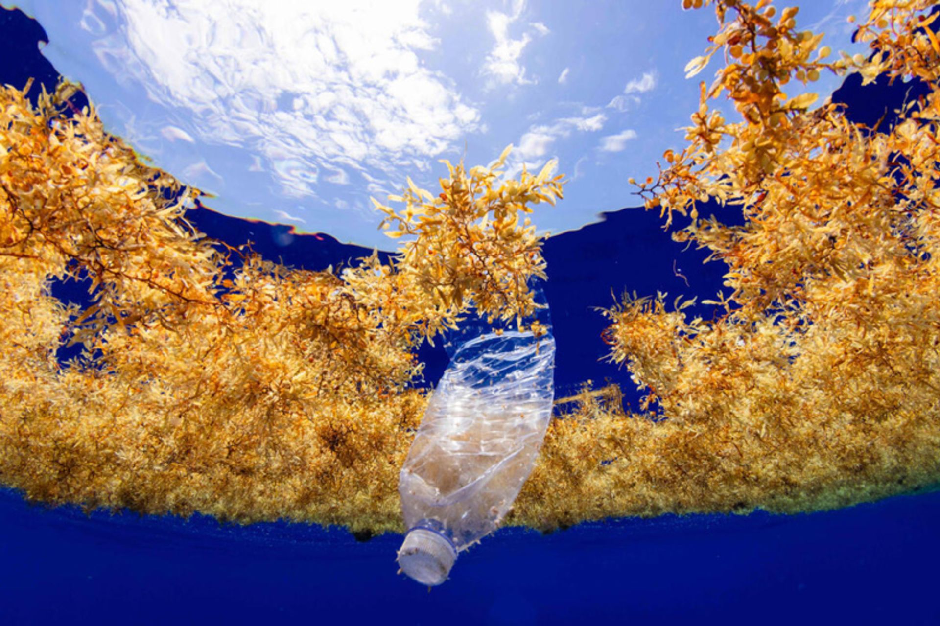 Bottle of water between the algae
