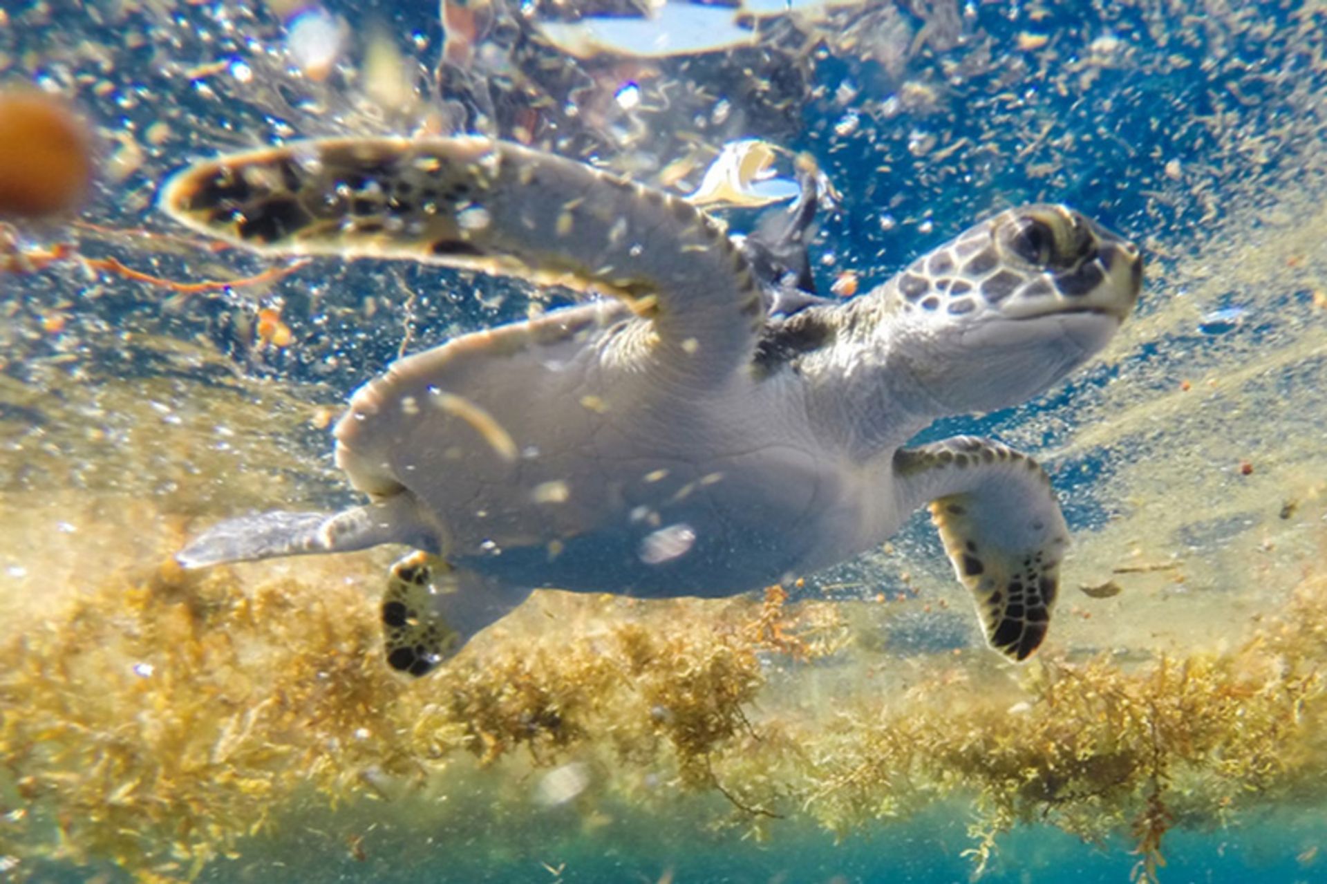 Turtle swimming between sarcasum algae