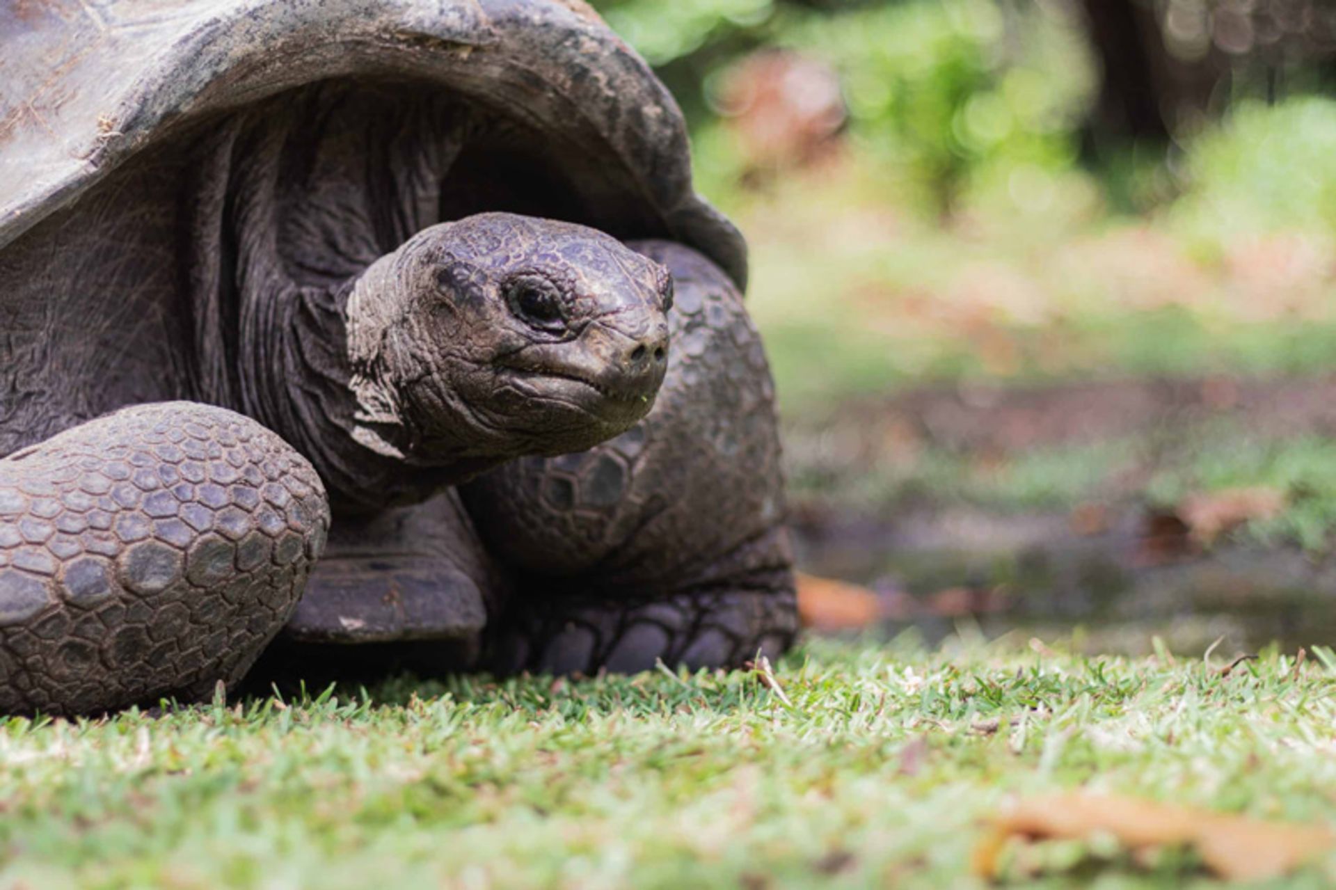 Gia Aldabra Turtle on Maine Island
