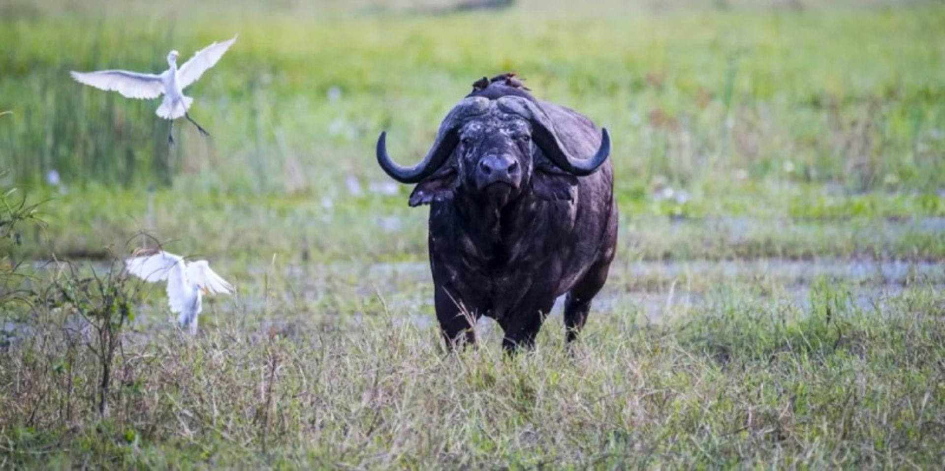 Buffalo and white birds in the nature of Malawi