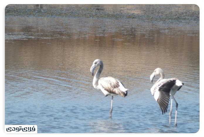 Gomishan Wetland