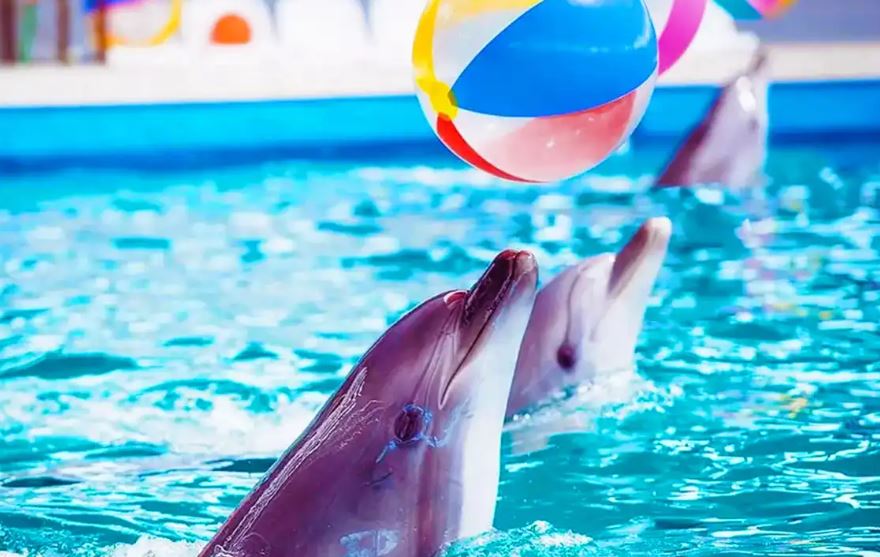 Kish Dolphin Park