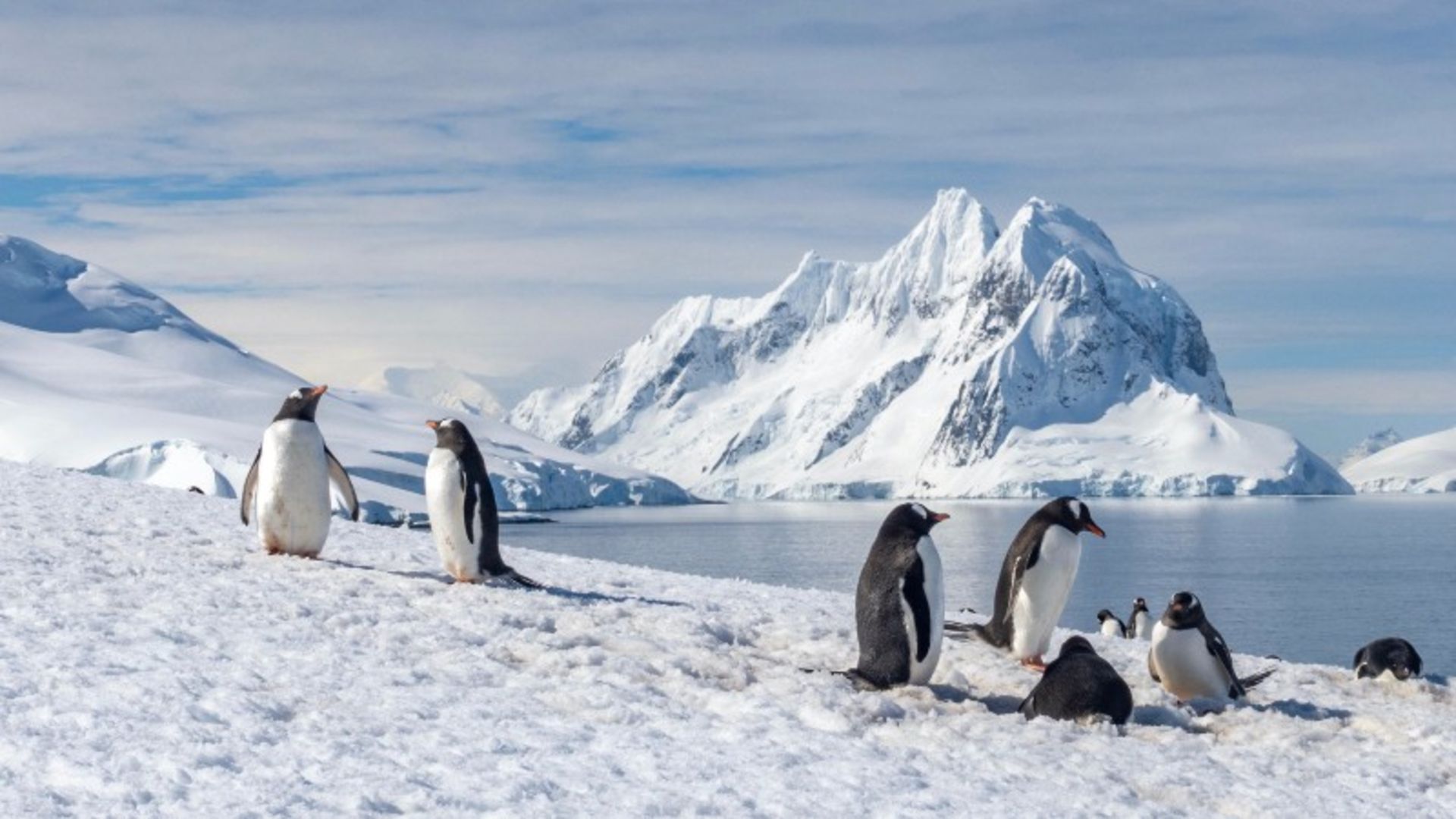 Penguins and snowy cliffs in Aarctica