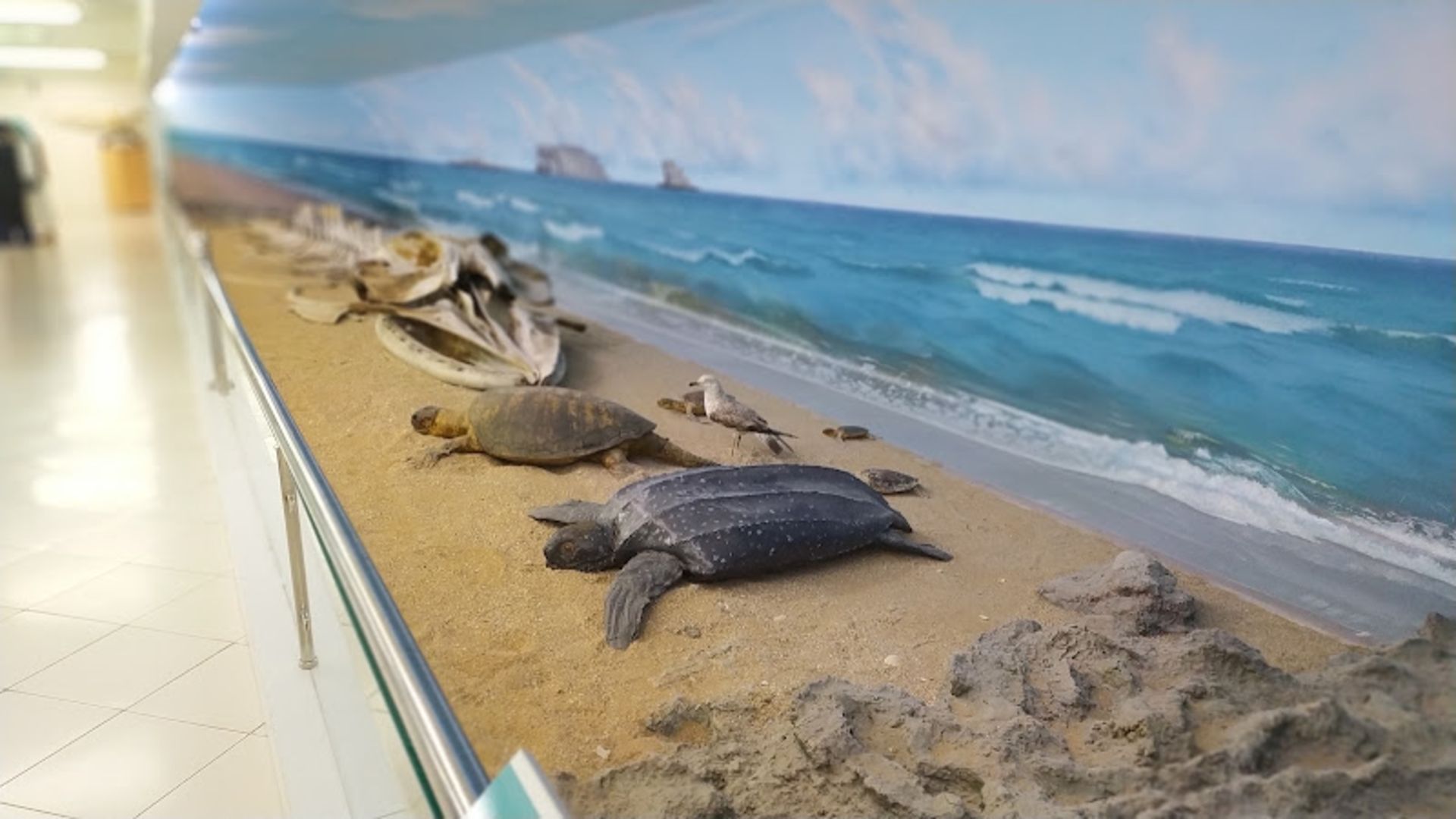 Differe species of turtle turtle at the Qeshm Geopark Museum
