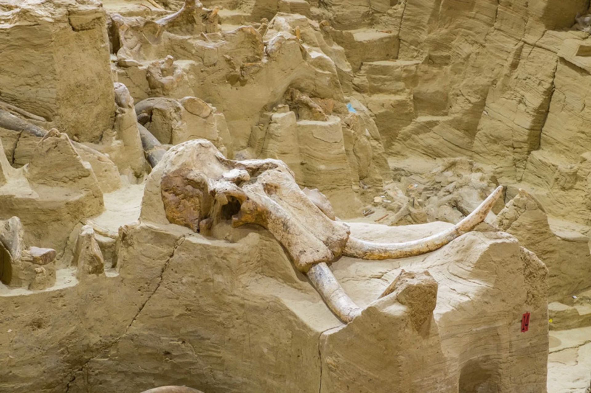 Mammoth skull at Mammoth National Park