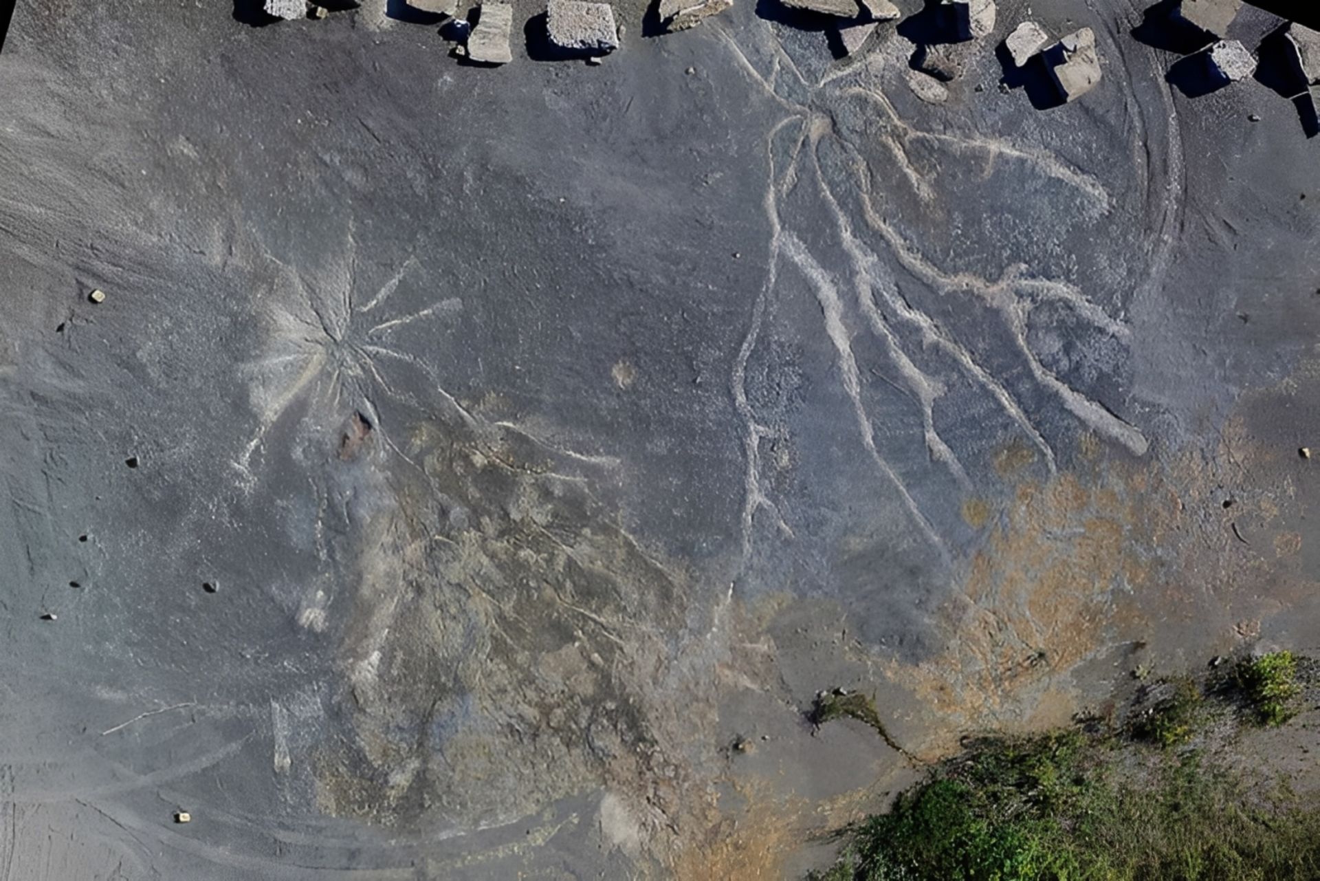 Fossils in ancie American forest