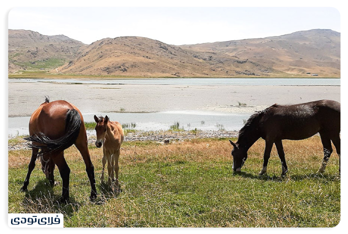 Lake Neur Nour