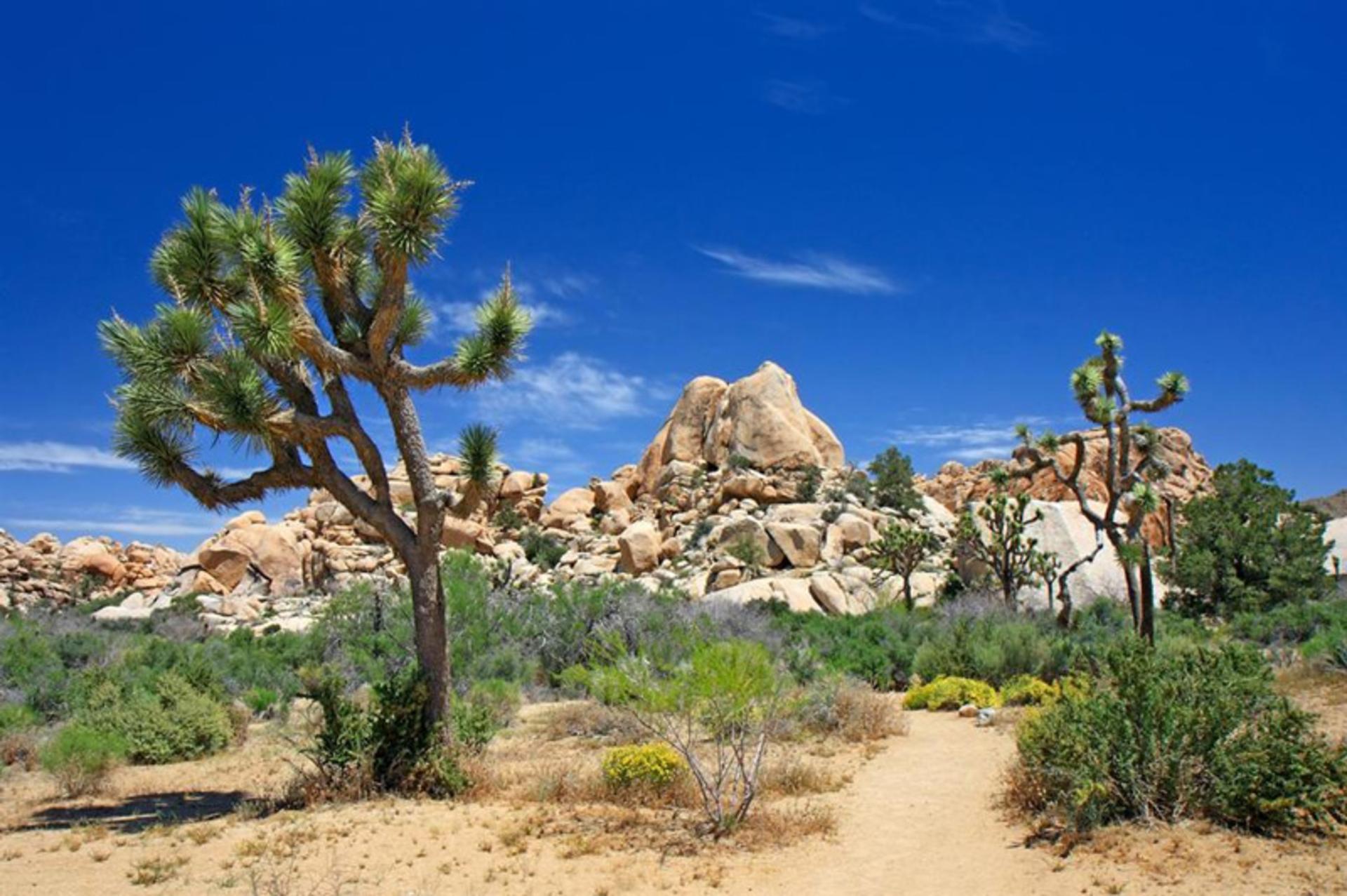 Joshua Terry National Park in California
